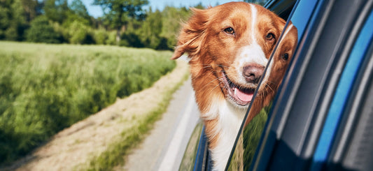 Protect Your Ride & Keep Your Pet Happy
