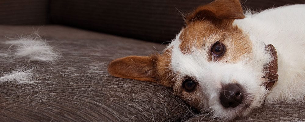 Managing Pet Shedding